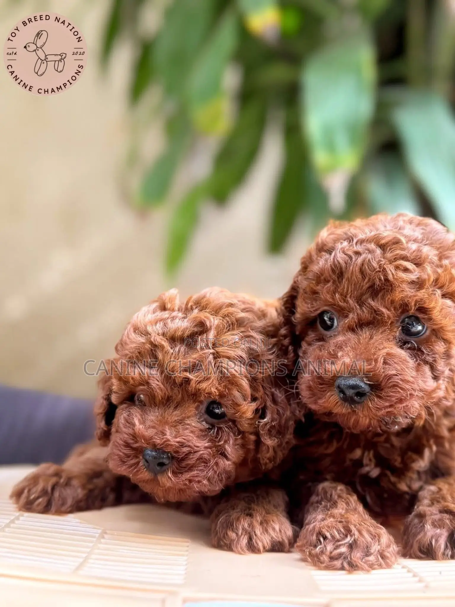 1-3 months Female Purebred Poodle
