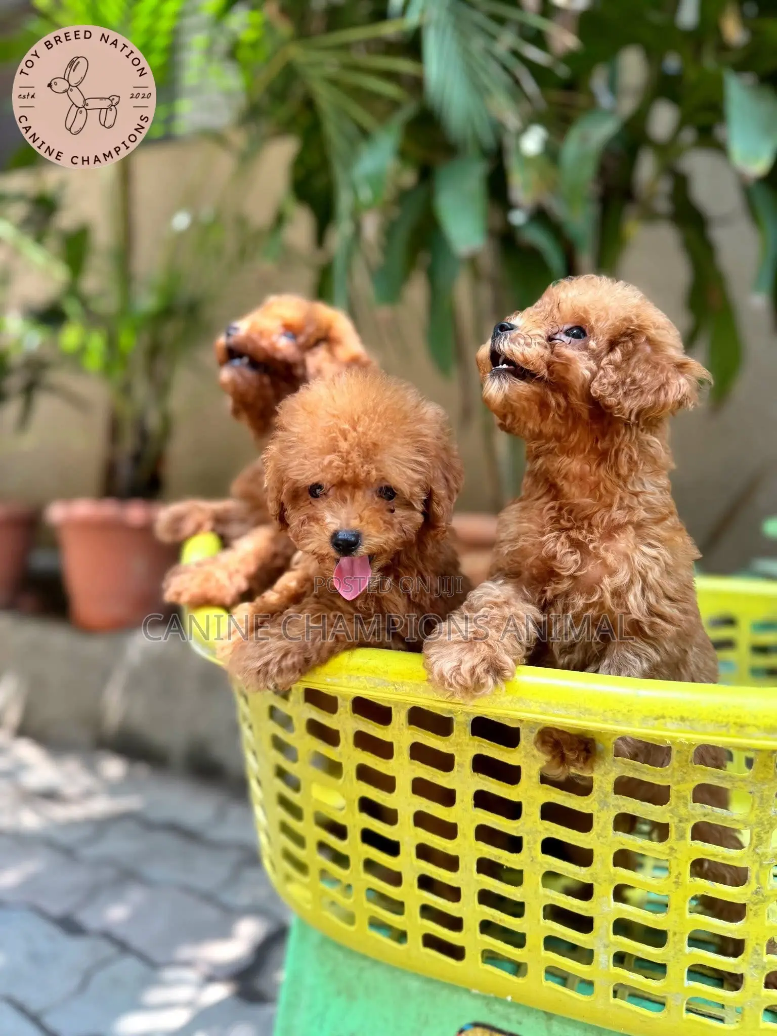 1-3 months Female Purebred Poodle