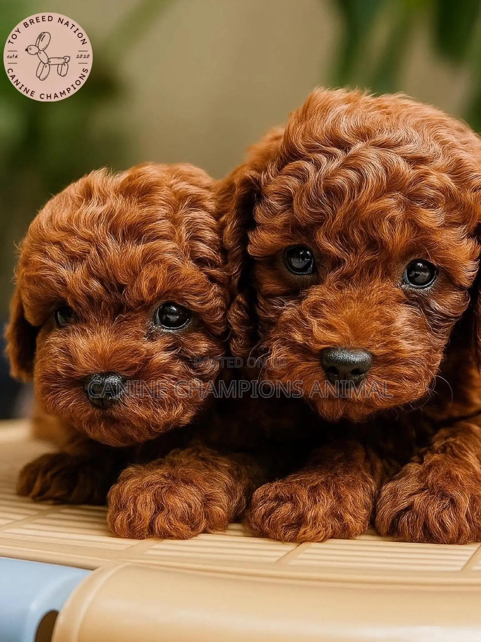 1-3 months Female Purebred Poodle
