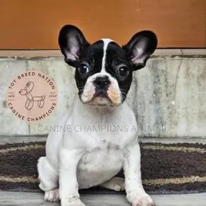 1-3 months Female Purebred French Bulldog