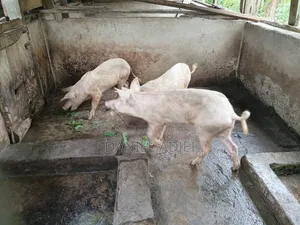Quality Large White Pigs for Sale