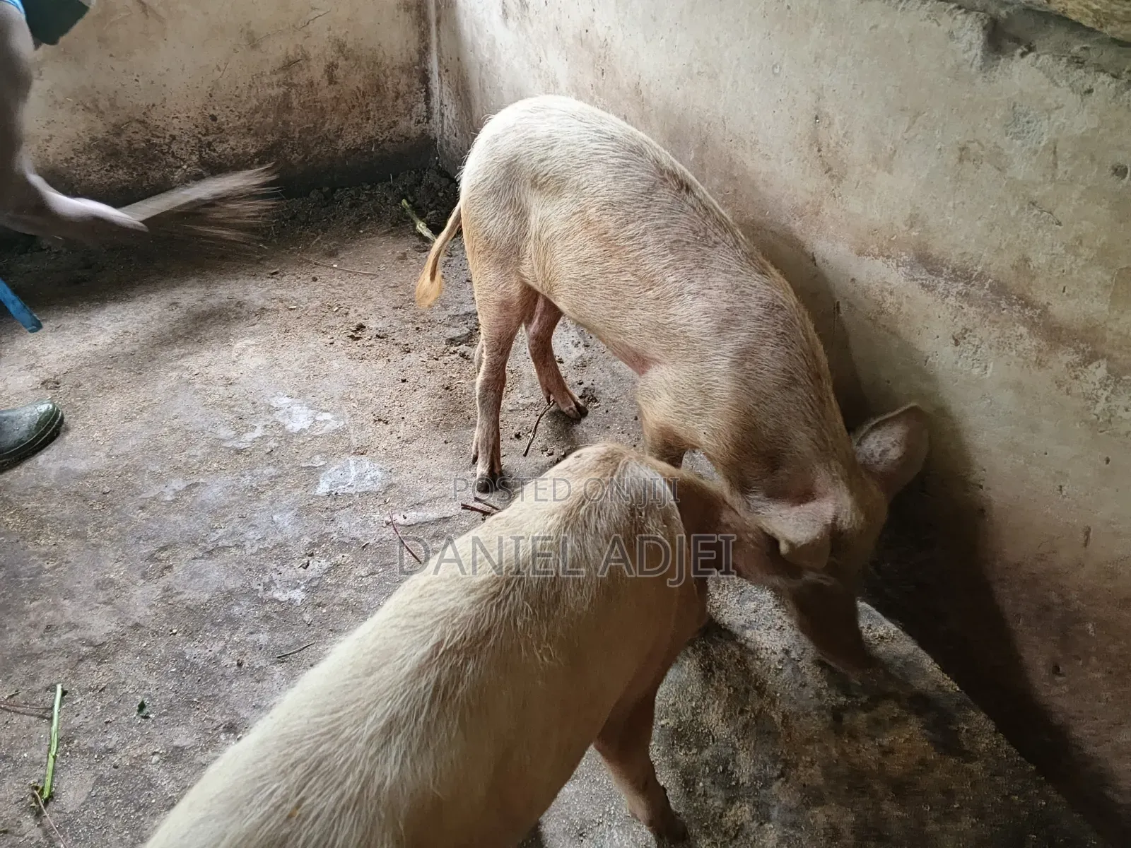 Quality Large White Pigs for Sale