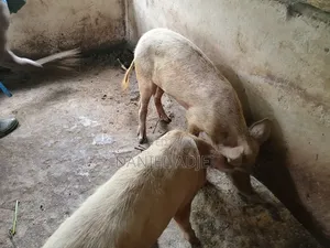 Quality Large White Pigs for Sale