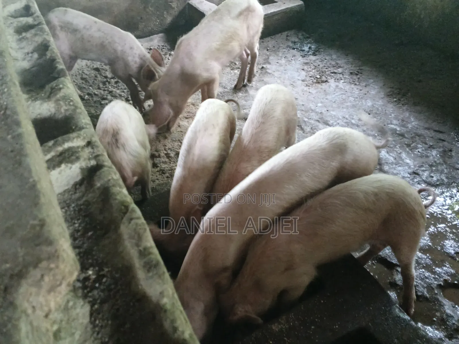 Quality Large White Pigs for Sale