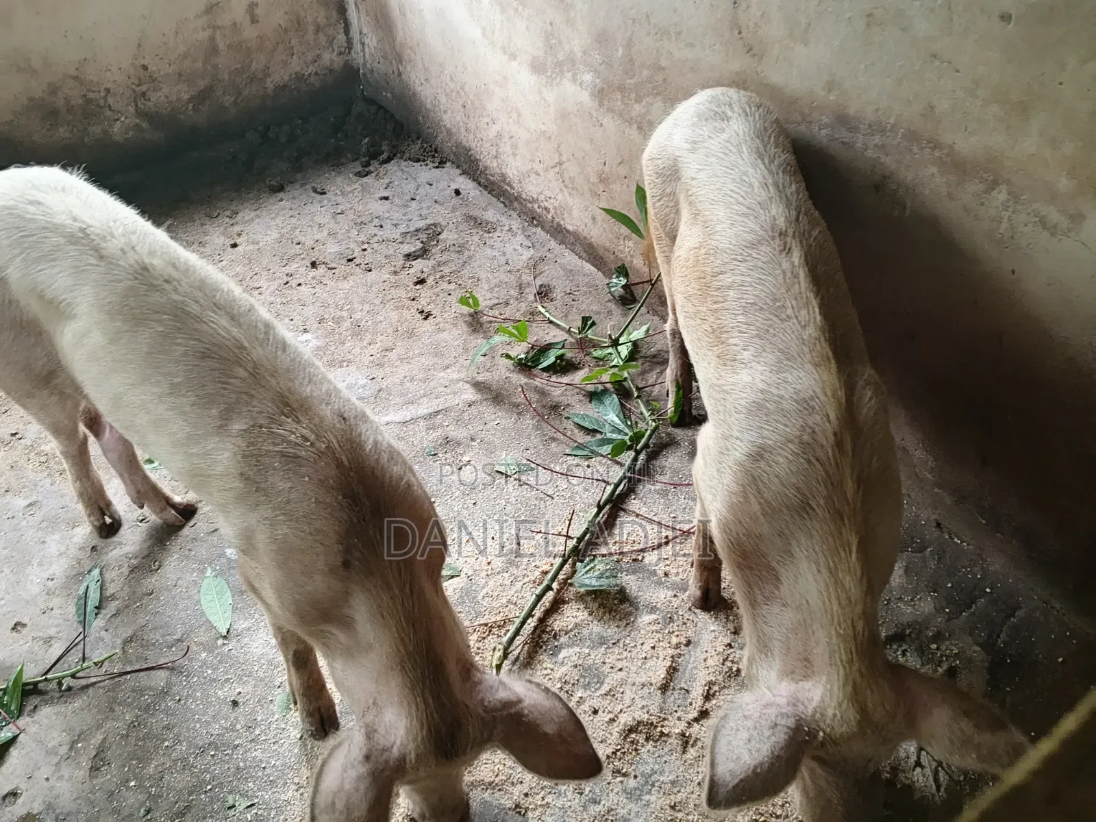 Quality Large White Pigs for Sale