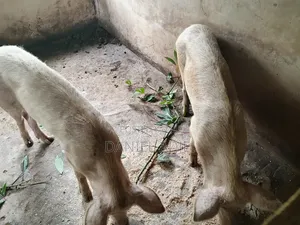 Quality Large White Pigs for Sale