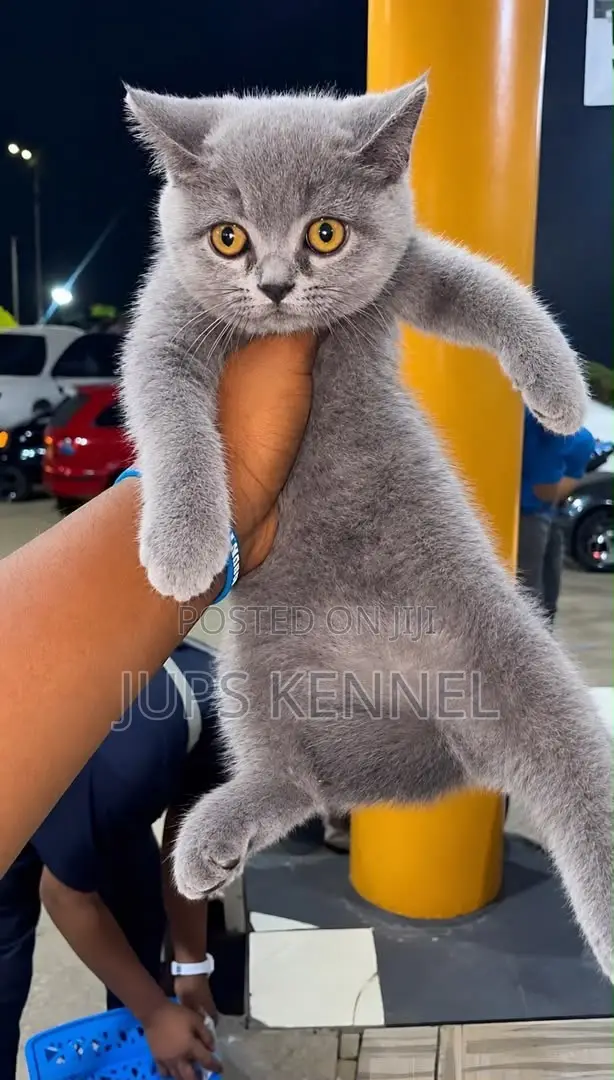 1-3 months Female Purebred British Shorthair