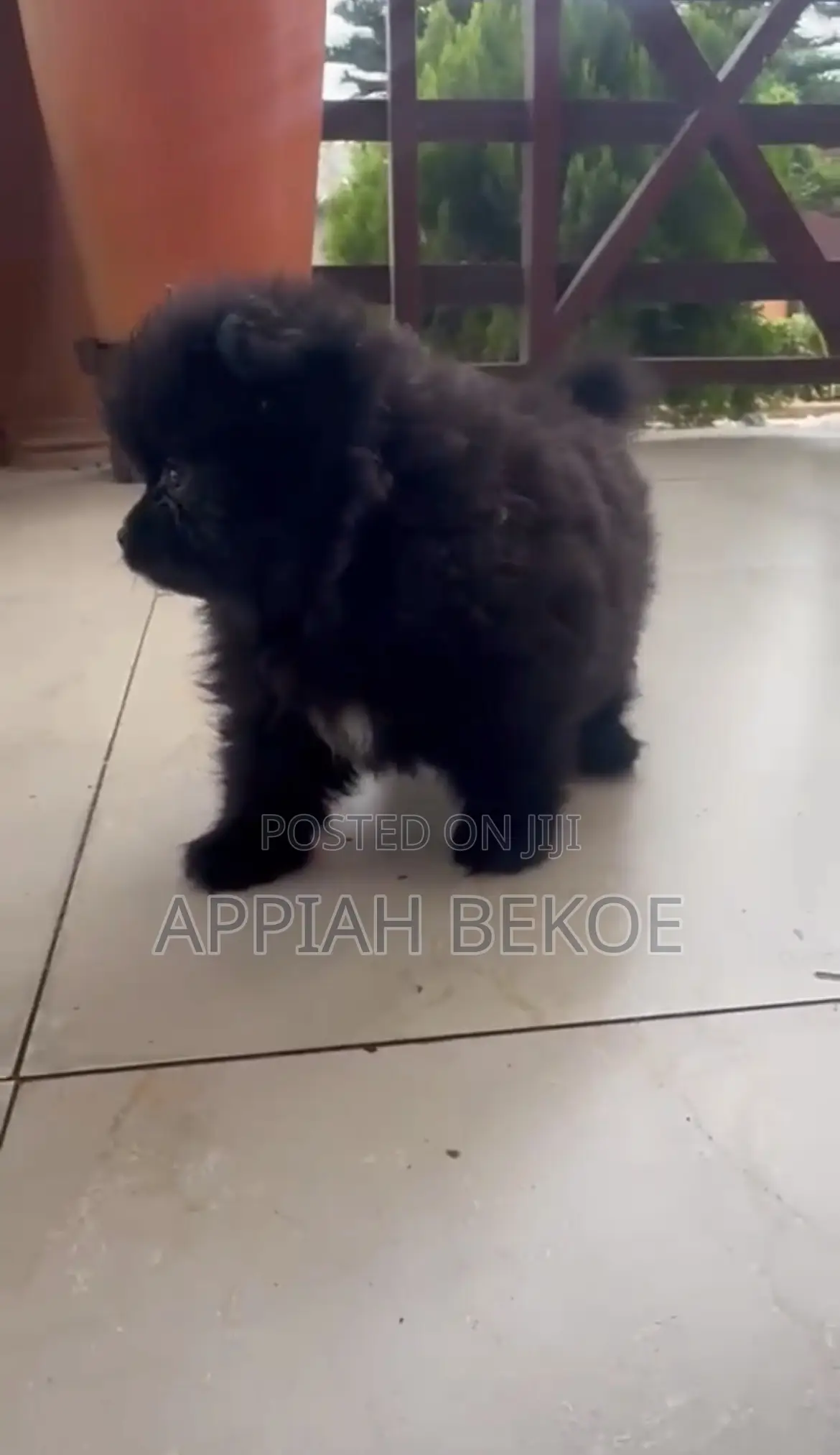 0-1 month Male Mixed Breed Poodle