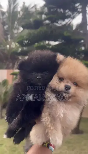 0-1 month Male Mixed Breed Poodle
