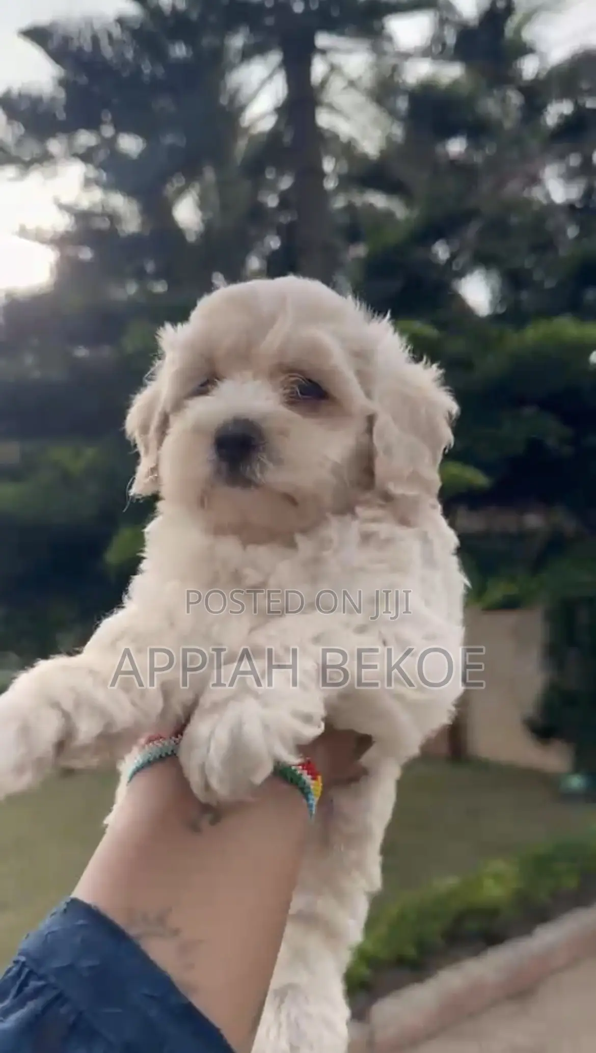 0-1 month Male Mixed Breed Poodle