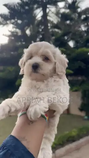 0-1 month Male Mixed Breed Poodle