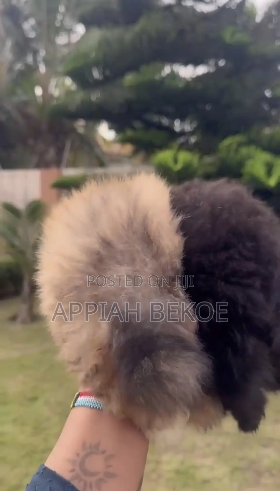 0-1 month Male Mixed Breed Poodle