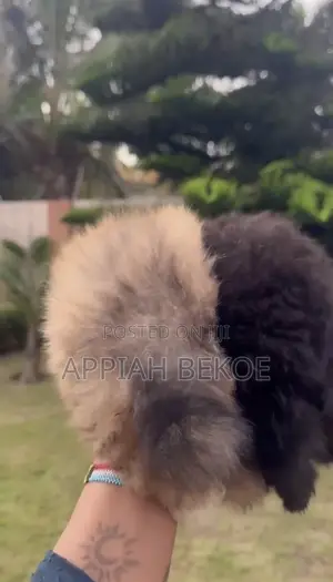 0-1 month Male Mixed Breed Poodle