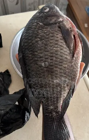 Tilapia for Sale