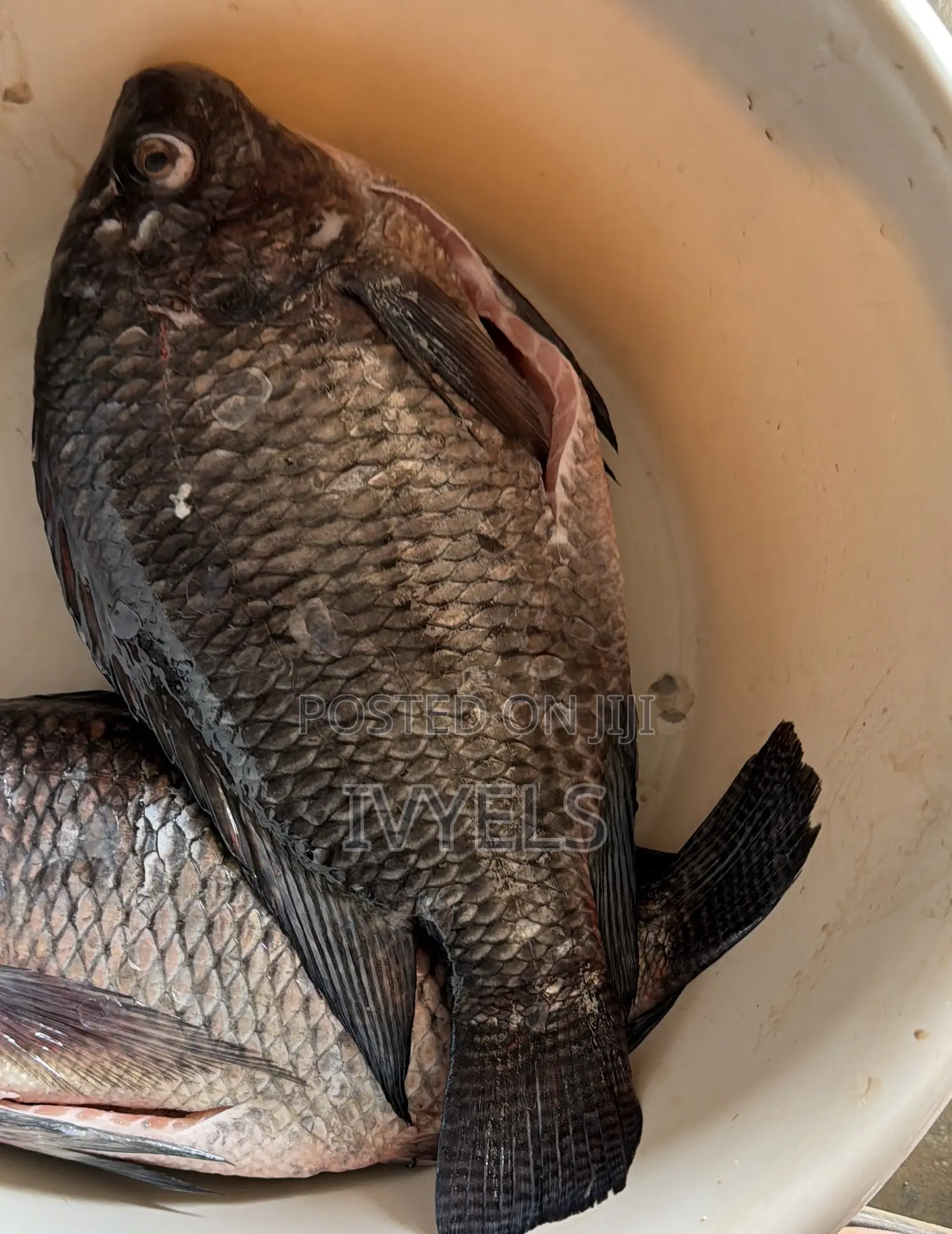 Tilapia for Sale