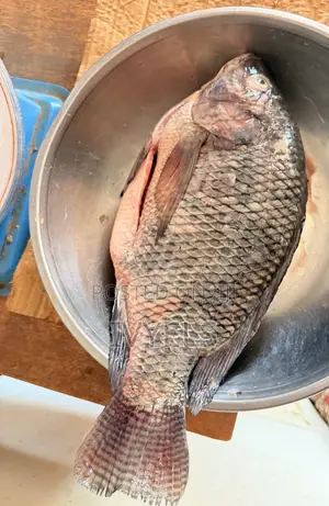 Tilapia for Sale