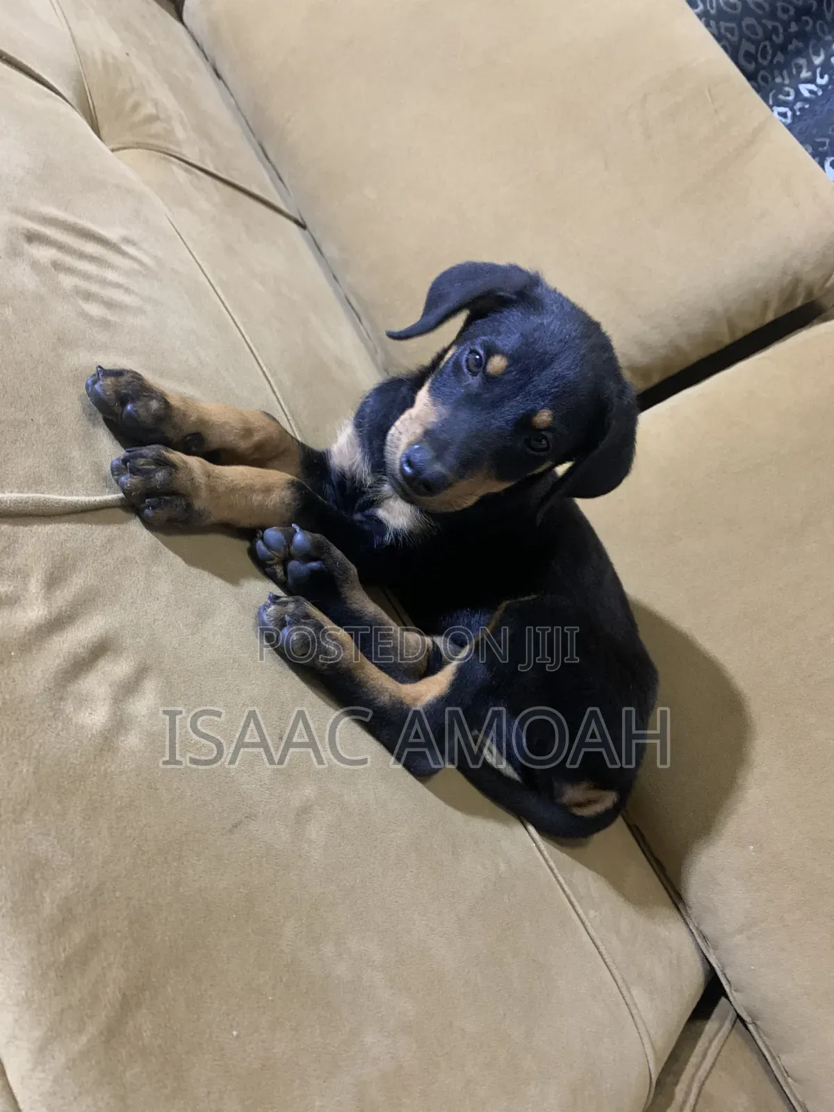 1-3 months Female Purebred Doberman Pinscher