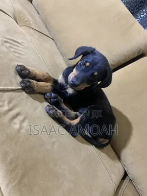 1-3 months Female Purebred Doberman Pinscher