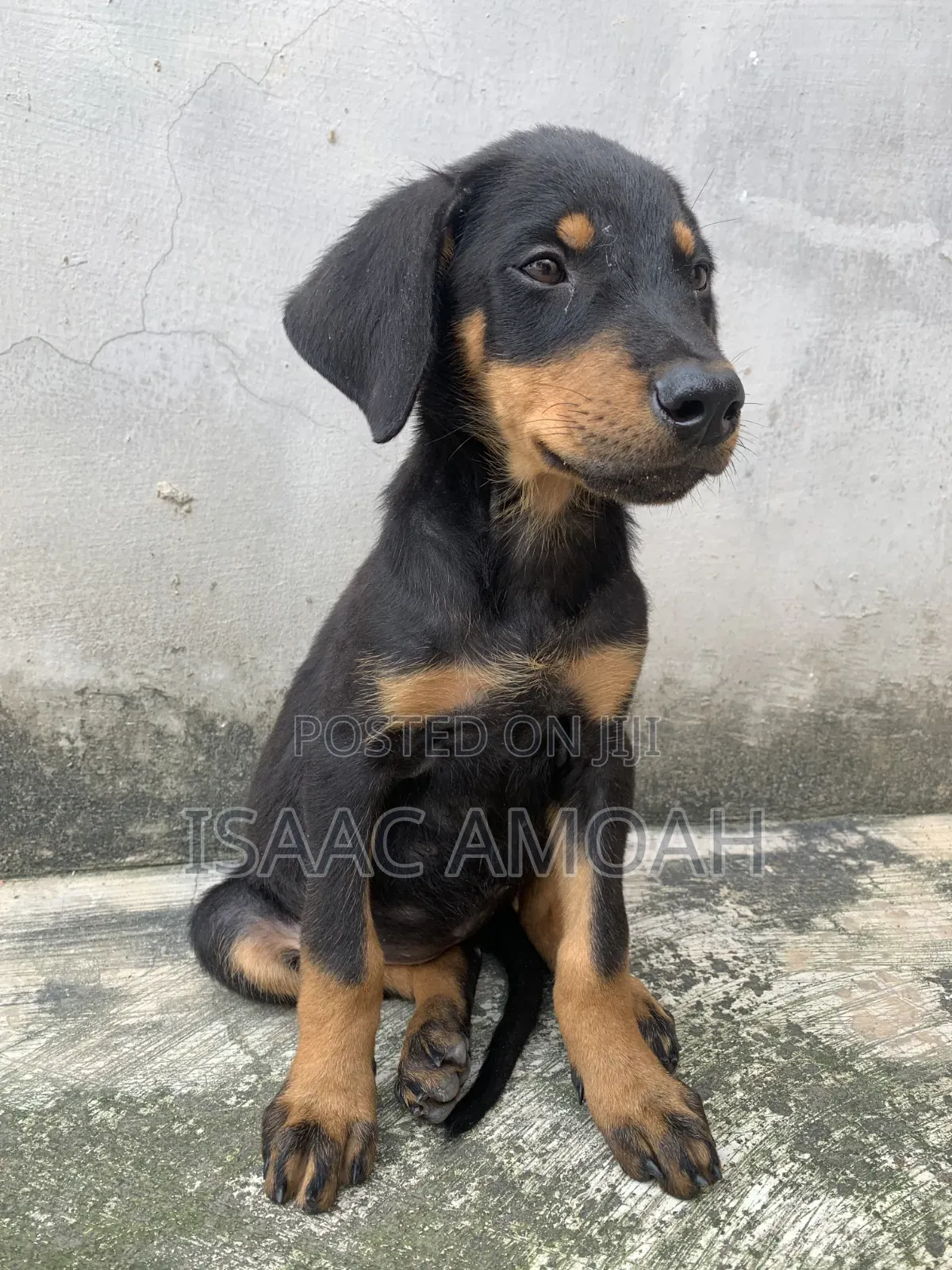 1-3 months Female Purebred Doberman Pinscher