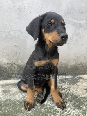 1-3 months Female Purebred Doberman Pinscher