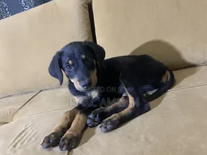 1-3 months Female Purebred Doberman Pinscher