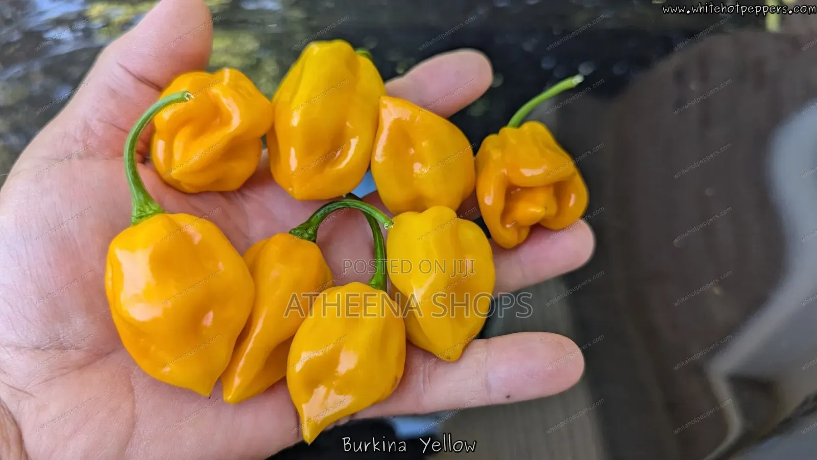 Hot Yellow Habanero Pepper Seeds