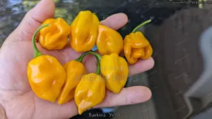 Hot Yellow Habanero Pepper Seeds