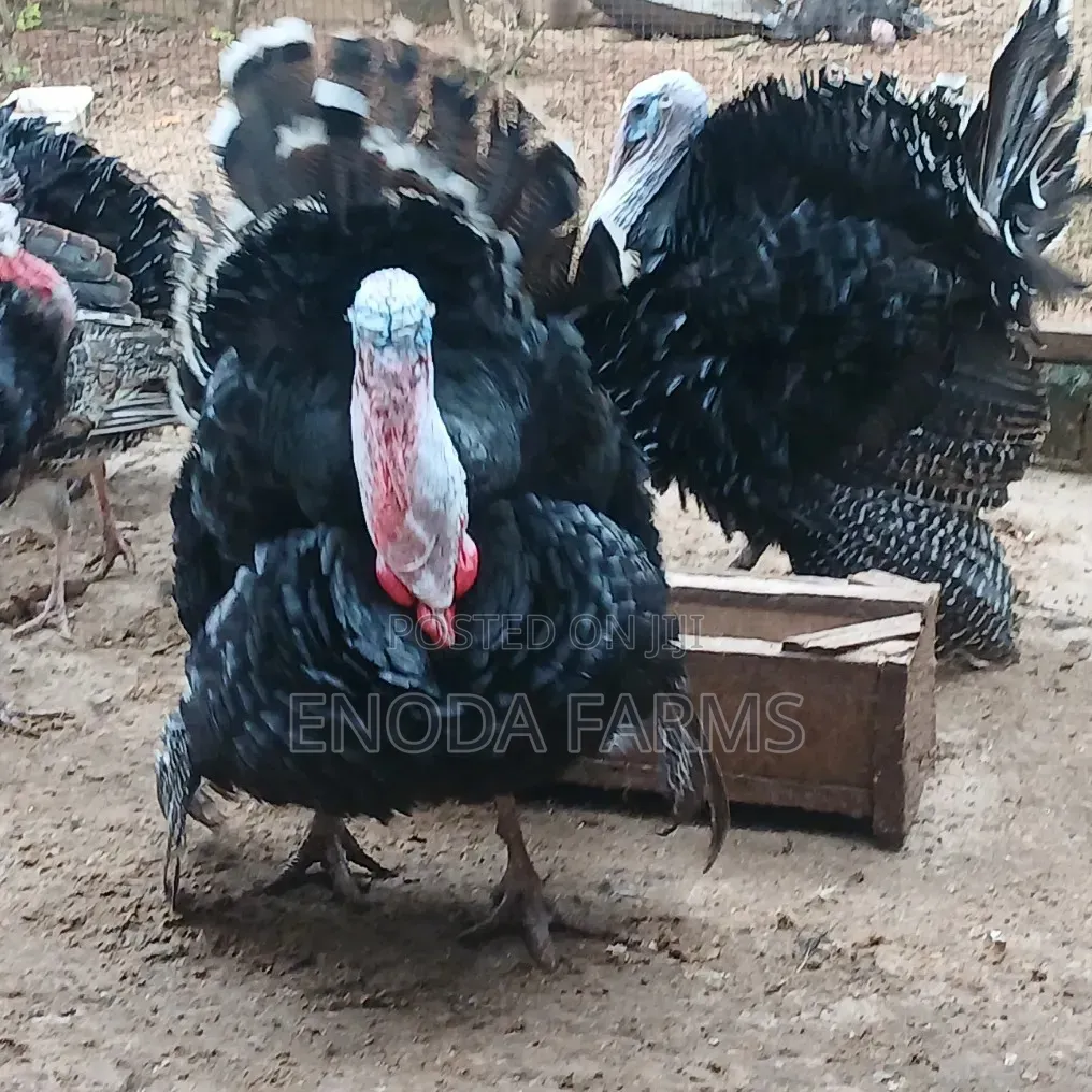 Hybrid Male Turkeys for Sale