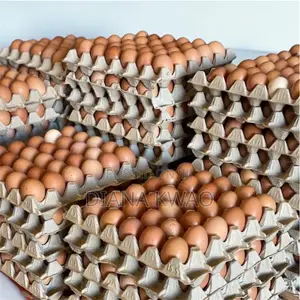 Fresh Eggs for Sale