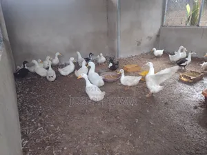 Ducks for Sale