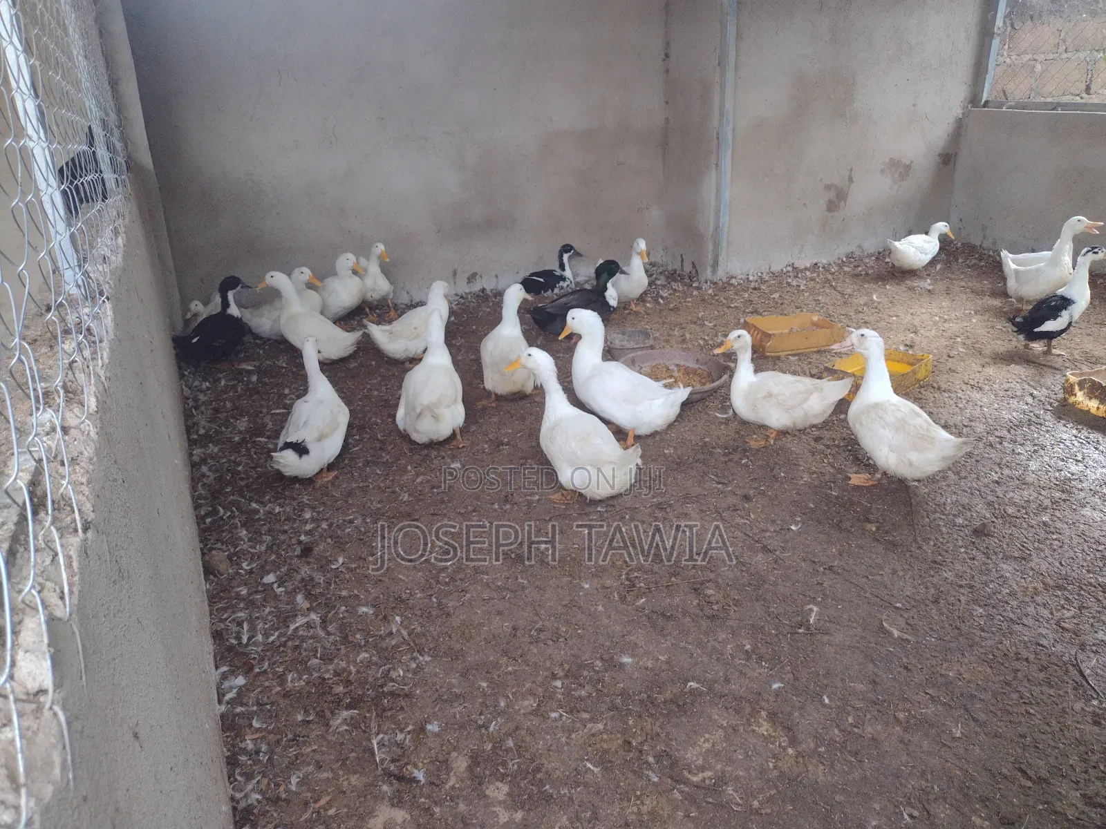 Ducks for Sale