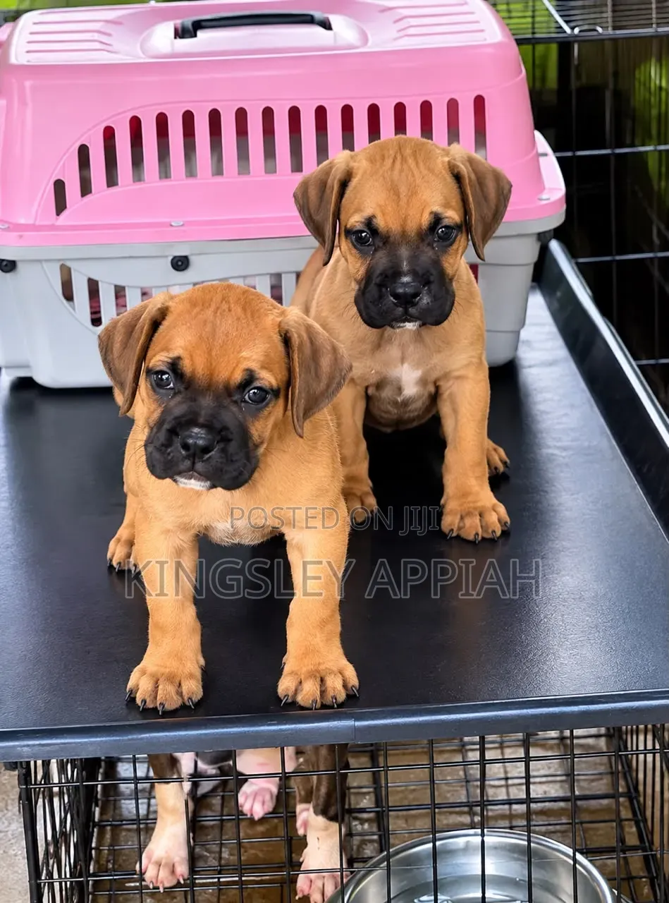 1-3 months Female Purebred Boerboel