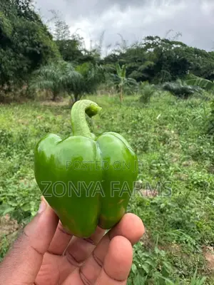 Sweet Green Pepper