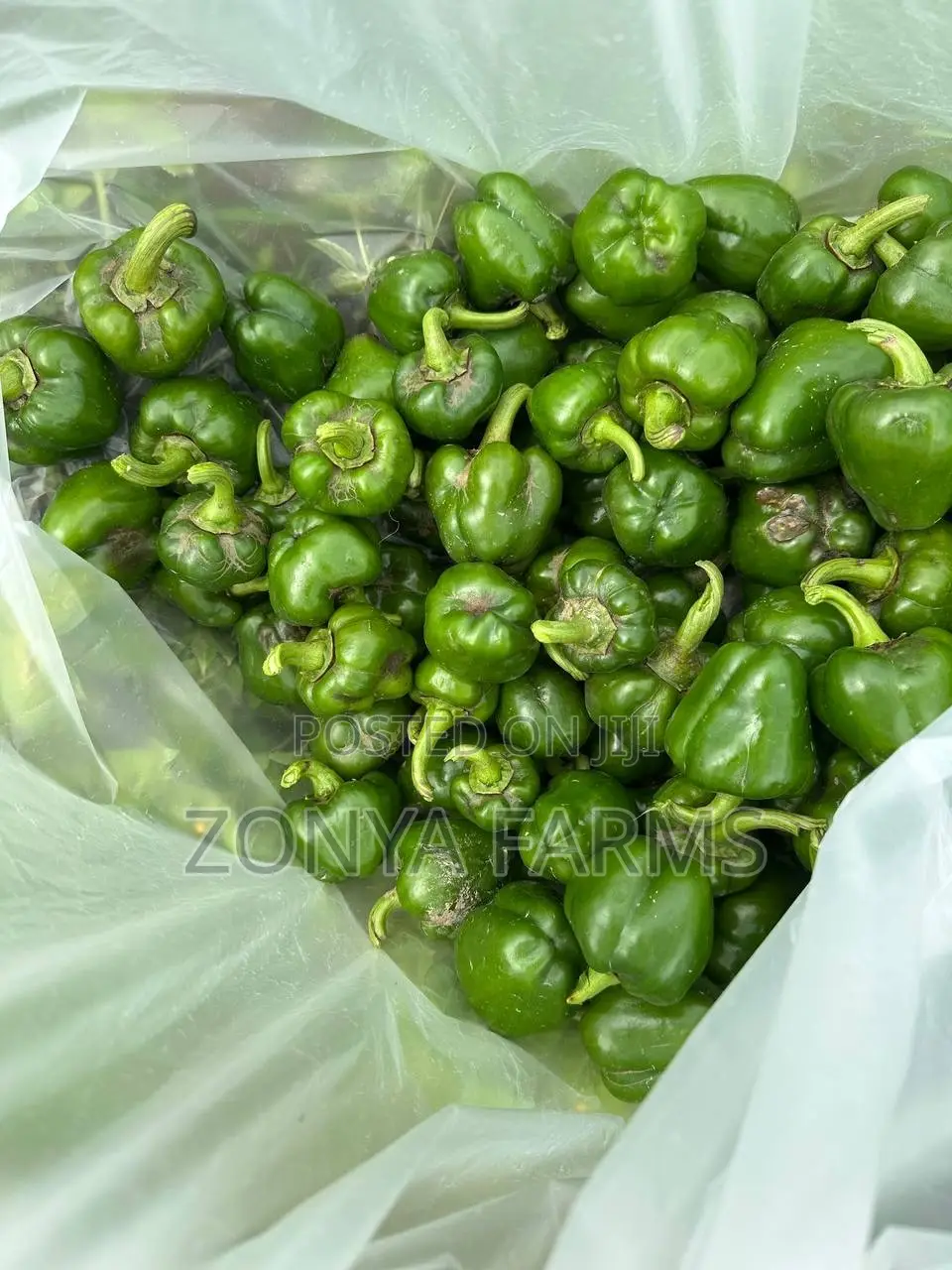 Sweet Green Pepper