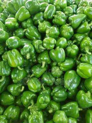 Sweet Green Pepper