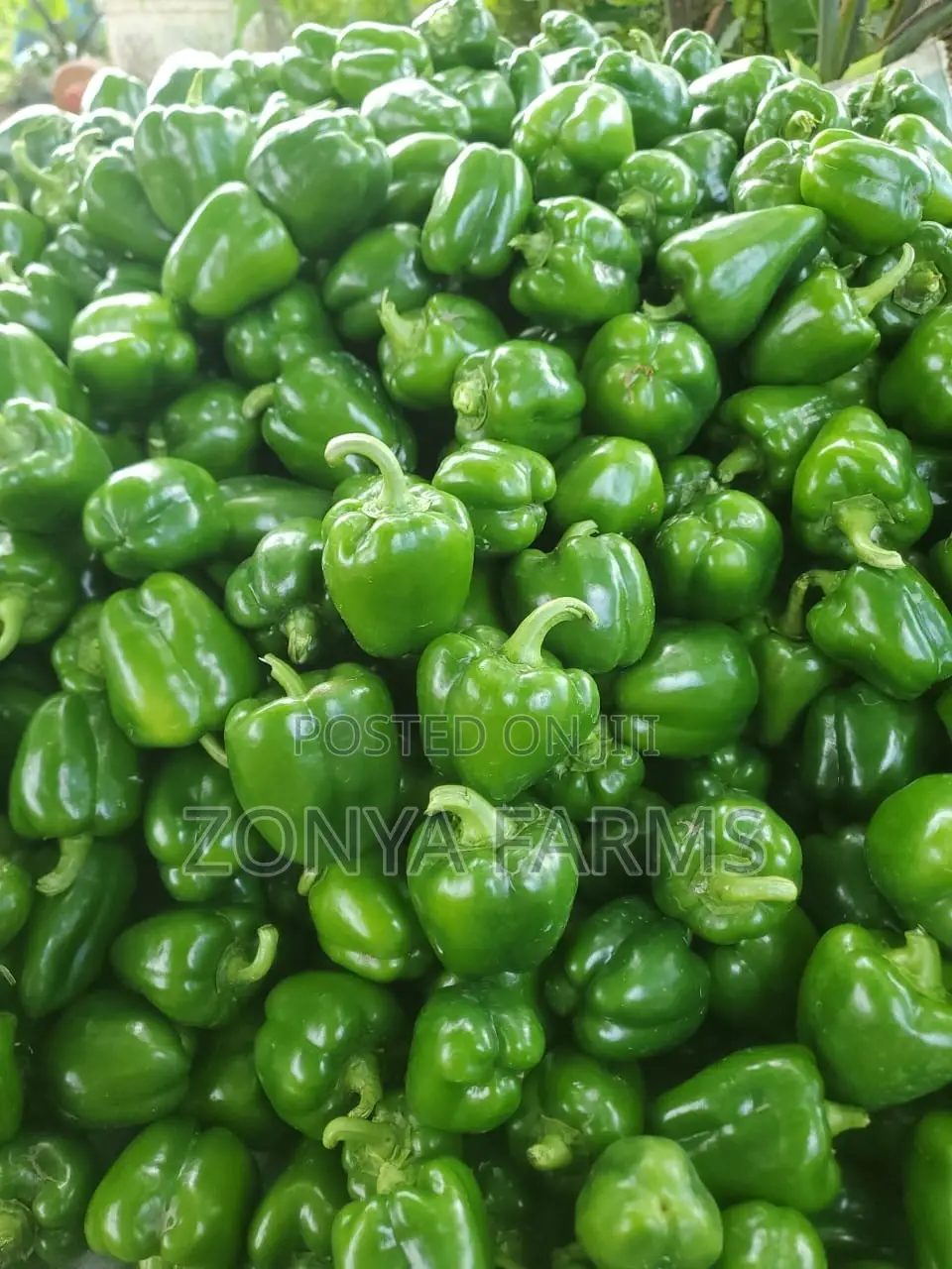Sweet Green Pepper
