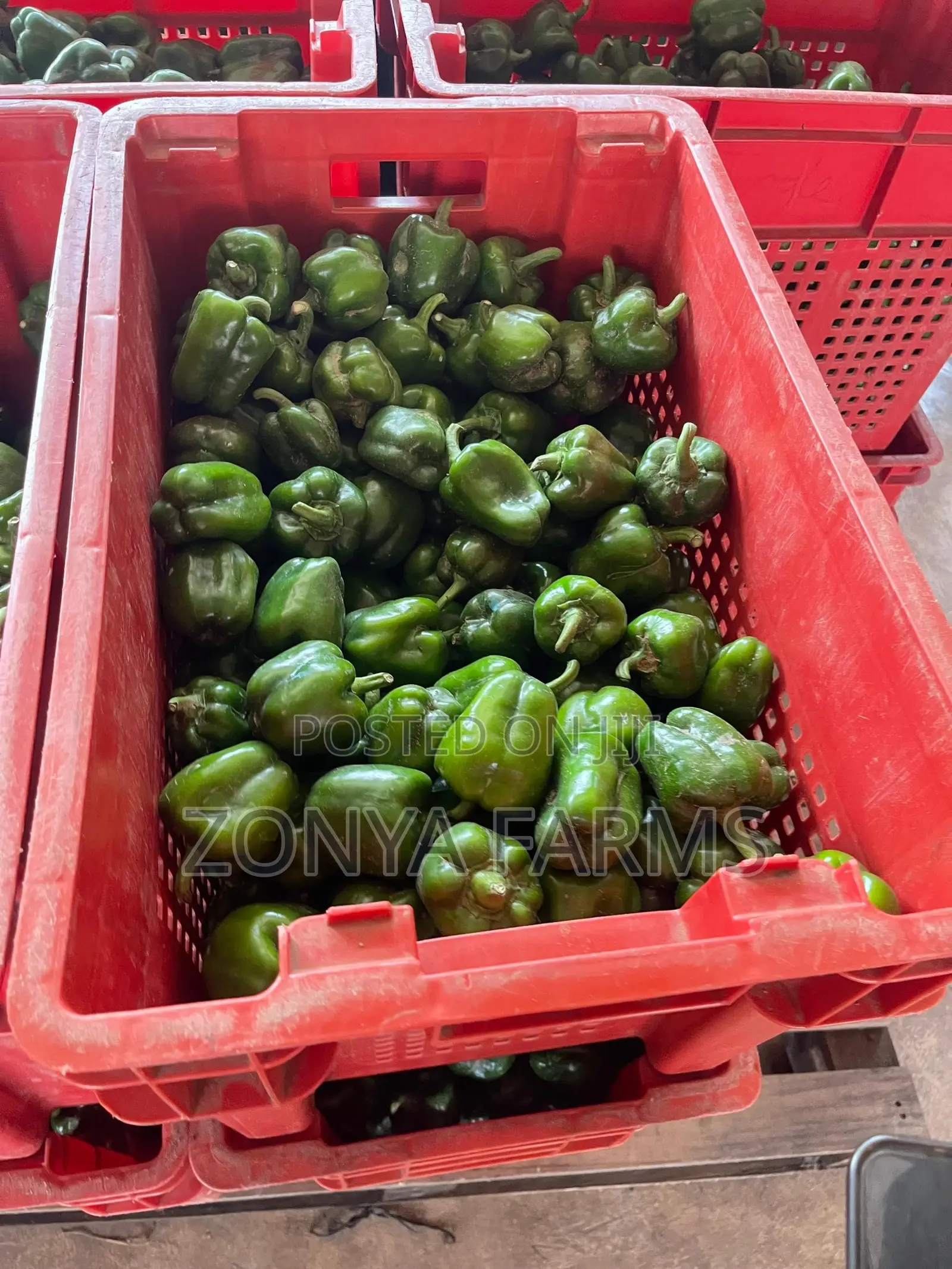 Sweet Green Pepper