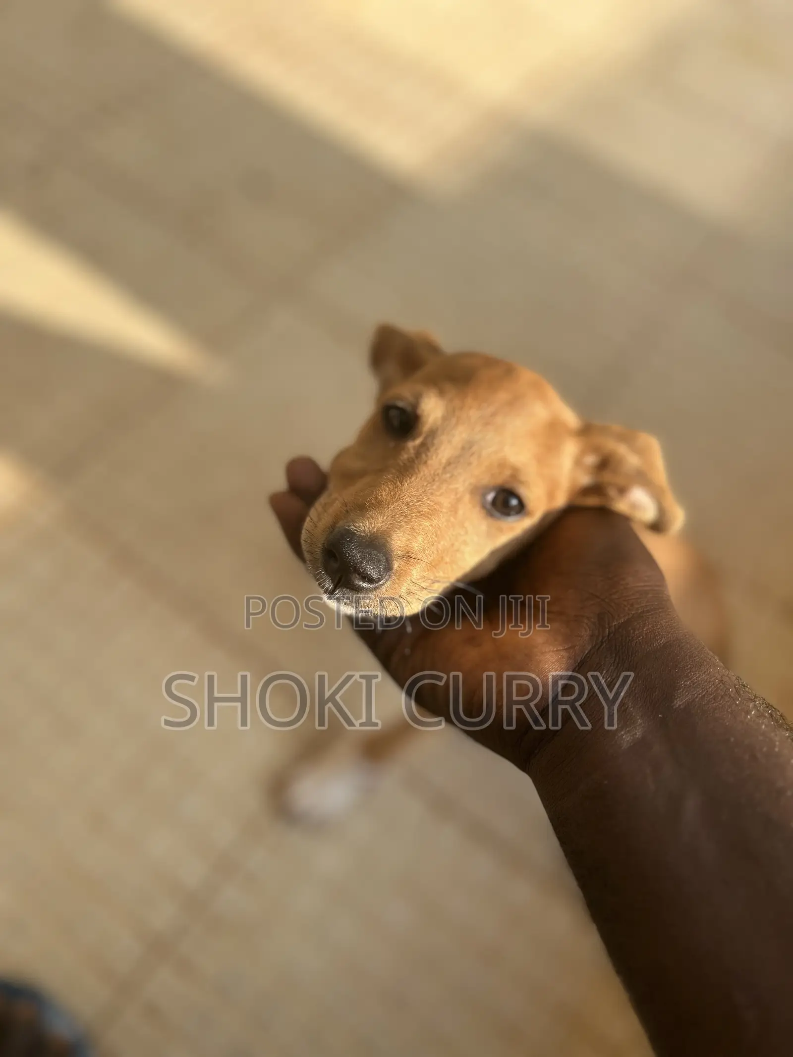 1-3 months Female Purebred Mongrel (No Breed)