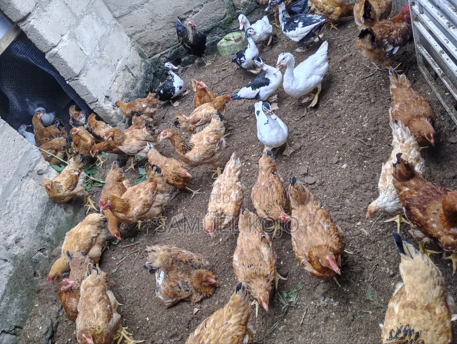 Chicken Available for Sale