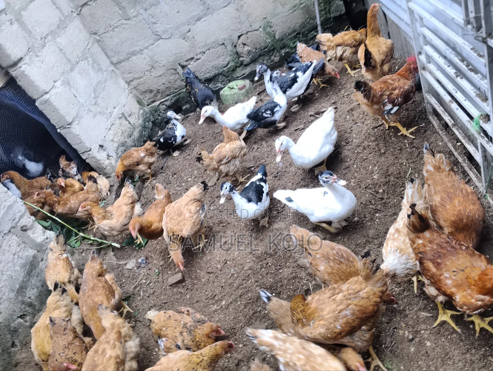 Chicken Available for Sale