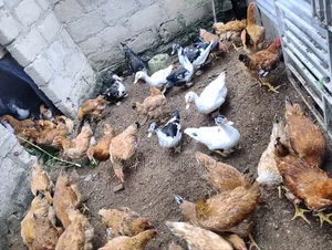 Chicken Available for Sale
