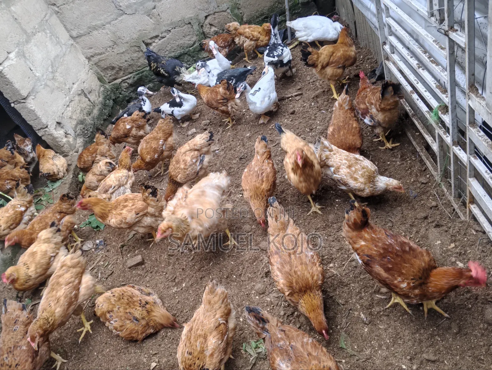 Chicken Available for Sale