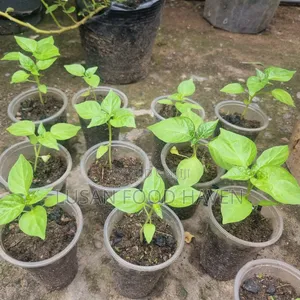 Habanero Pepper Seedlings Available for Sale