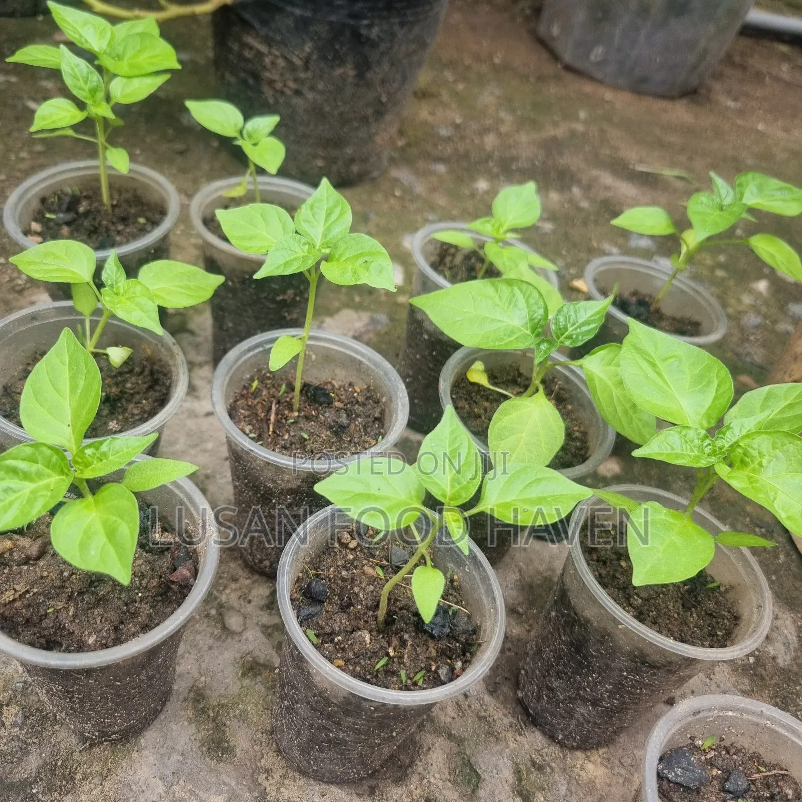 Habanero Pepper Seedlings Available for Sale