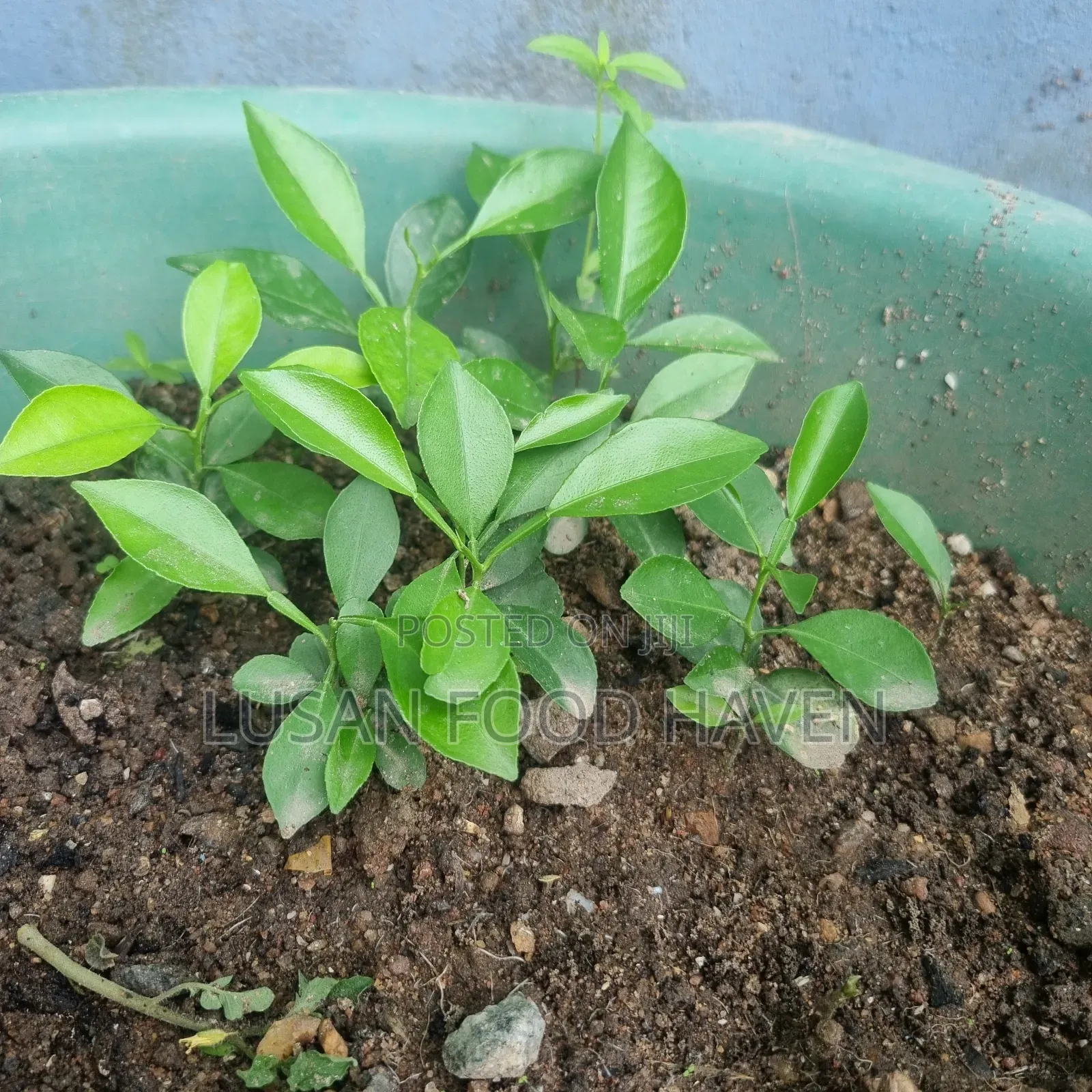 Sweet Orange Seedlings