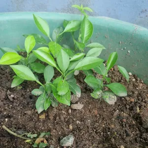 Sweet Orange Seedlings