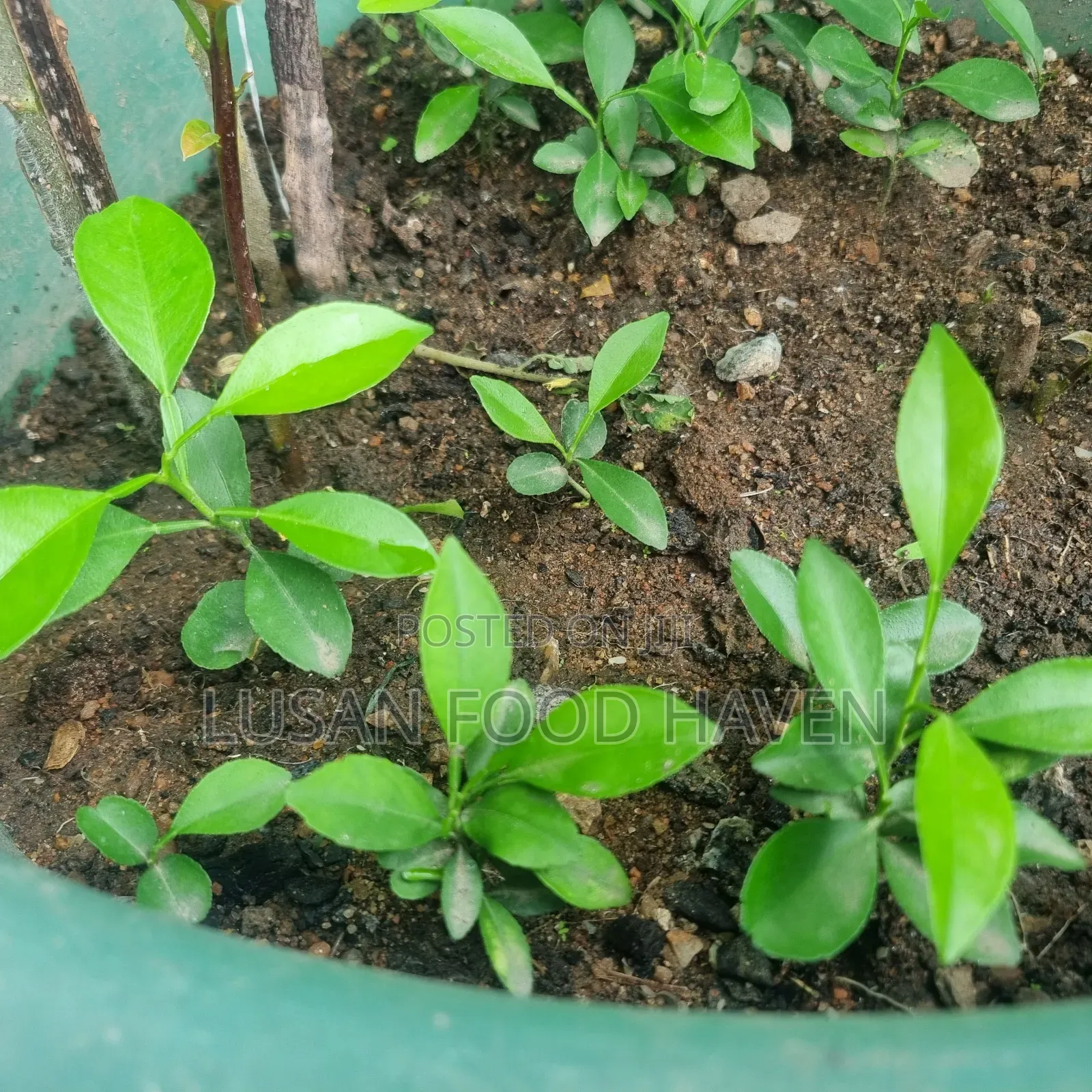Sweet Orange Seedlings