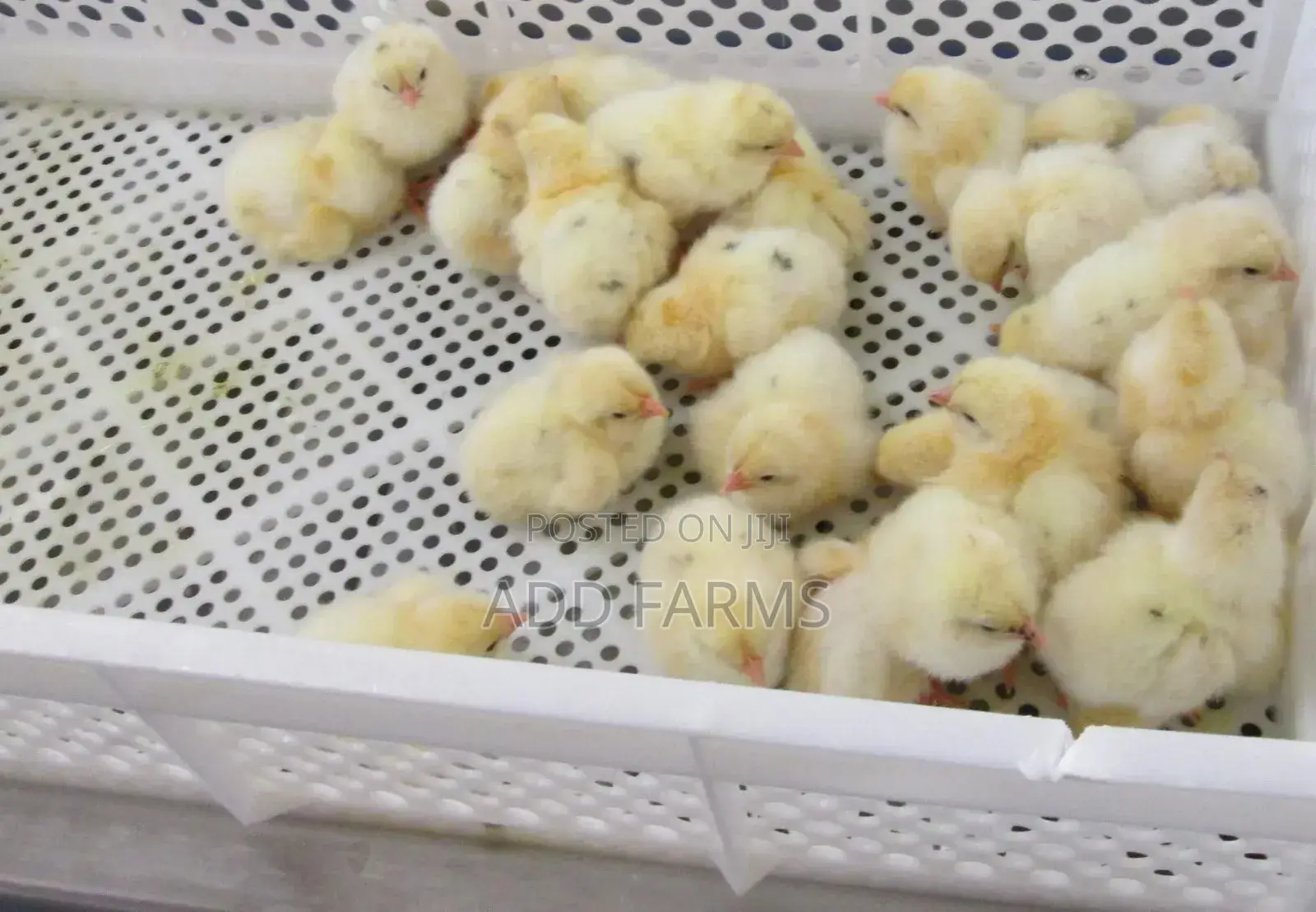 Reliable Quality Foreign Day Old Chicks