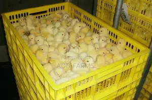 Reliable Quality Foreign Day Old Chicks