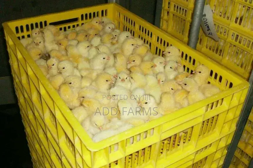 Reliable Quality Foreign Day Old Chicks